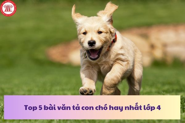 Top 5 bài văn tả con chó hay nhất lớp 4? Tiêu chuẩn chức danh nghề nghiệp giáo viên tiểu học hạng III là gì?