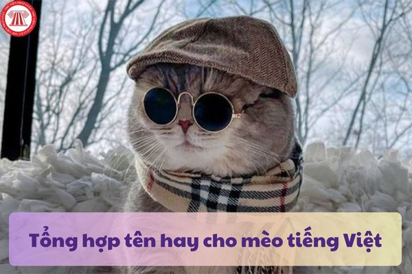 Tổng hợp tên hay cho mèo tiếng Việt? Đặt tên cho mèo cute 2025? Quyền và nghĩa vụ của cá nhân hành nghề thú y?