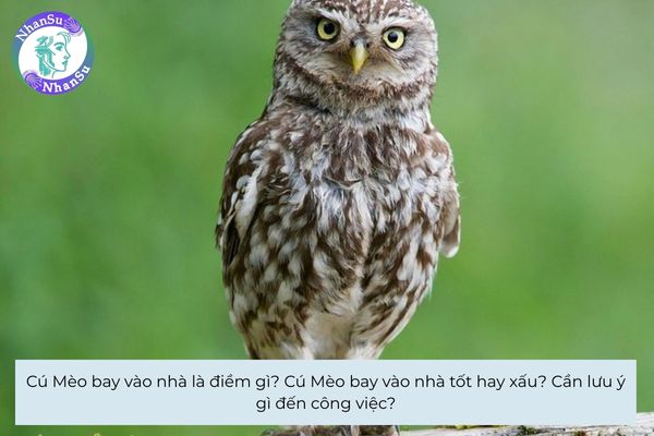 Cú mèo bay vào nhà là điềm gì? Cú mèo bay vào nhà tốt hay xấu? Cần lưu ý gì đến công việc?
