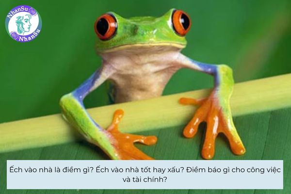 Ếch vào nhà là điềm gì? Ếch vào nhà tốt hay xấu? Điềm báo gì cho công việc và tài chính?