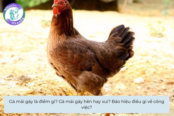 Gà mái gáy là điềm gì? Gà mái gáy hên hay xui? Báo hiệu điều gì về công việc?