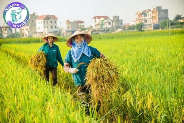 Sản lượng lúa đông xuân có dấu hiệu khởi sắc trong 4 tháng đầu năm 2025?