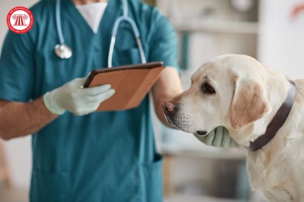 Những đặc điểm cơ bản của nghề bác sĩ thú y là gì? Hành nghề chẩn đoán, chữa bệnh động vật thì cần có bằng cấp gì?