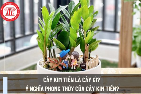 Cây kim tiền là cây gì? Ý nghĩa phong thủy của cây kim tiền? Cá nhân người làm kinh doanh có nên trồng cây kim tiền không?