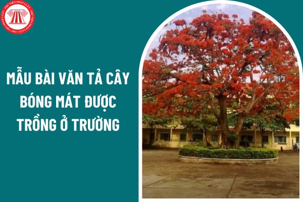 03 mẫu bài văn tả cây bóng mát được trồng ở trường? Giáo viên có quyền ngăn cấm chuyện tình cảm của học sinh không?