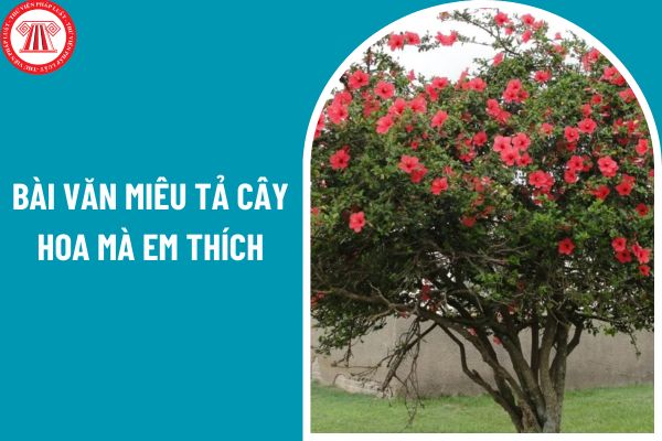 03 bài văn miêu tả cây hoa mà em thích? Giáo viên phải ứng xử như thế nào với đồng nghiệp?