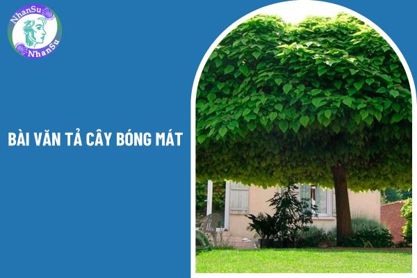 Bài văn tả cây bóng mát lớp 4 có chọn lọc (04 mẫu)? Ai là người thành lập hội đồng quốc gia thẩm định sách giáo khoa lớp 4?